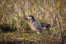 Baikal Teal