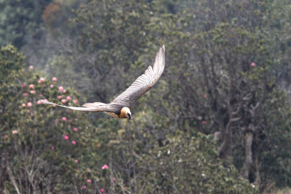 Bearded Vulture also called Lammergeier हाडफोर गिद्द