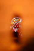 Daangi deity performing during Layaku Bhaila