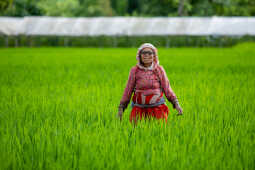 Rice Field of Nepal.