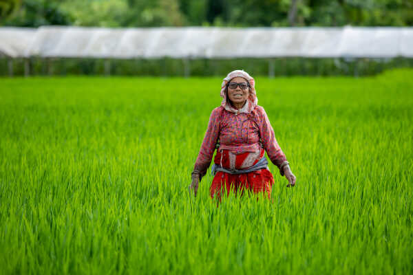 Rice Field of Nepal.