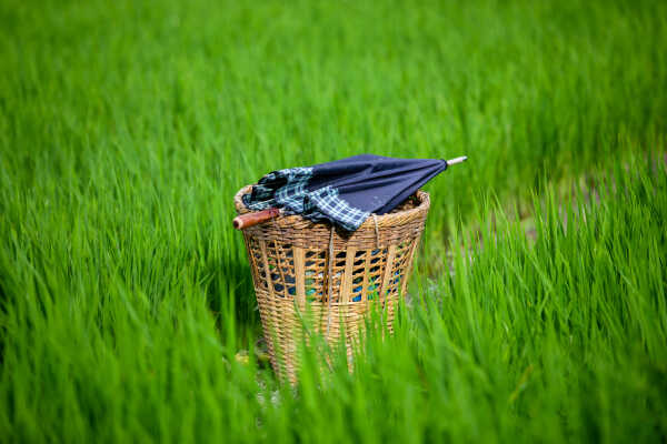Rice Field of Nepal.