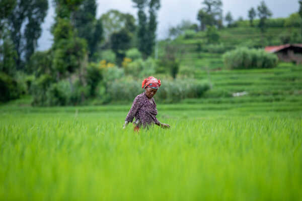 Rice Field of Nepal.