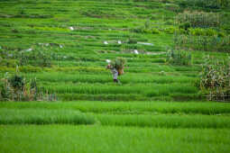 Rice Field of Nepal.
