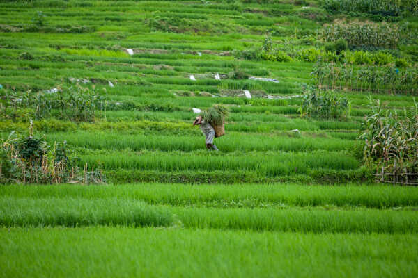 Rice Field of Nepal.