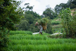 Rice Field of Nepal.