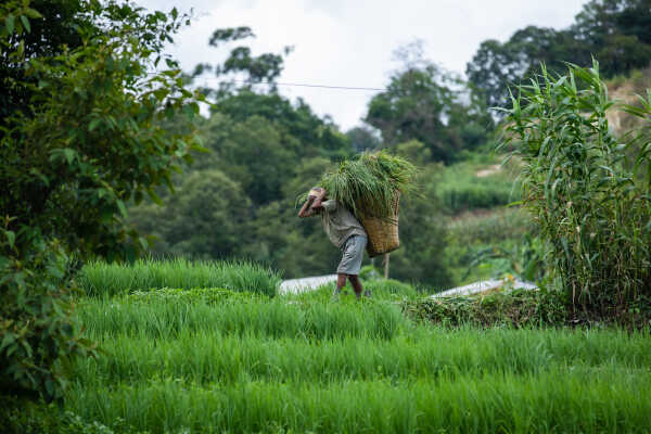 Rice Field of Nepal.
