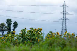 Sunflower field, Khokana