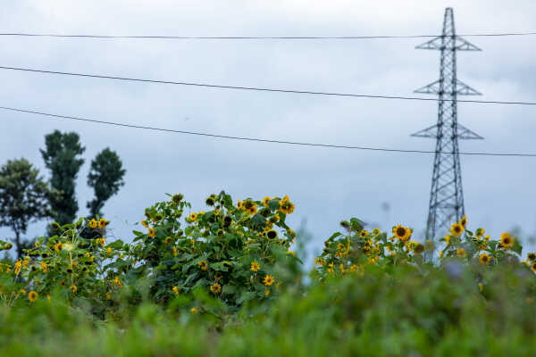 Sunflower field, Khokana