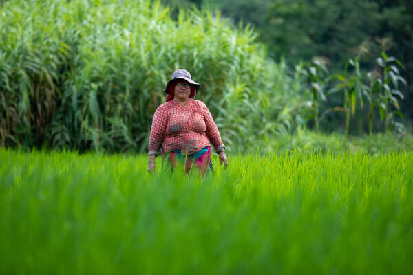 Rice Field of Nepal.