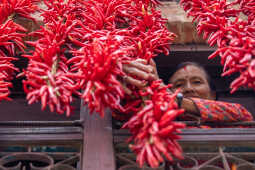 Dry Chillies and a woman