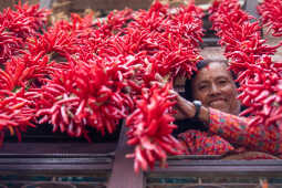 Dry Chillies and a woman
