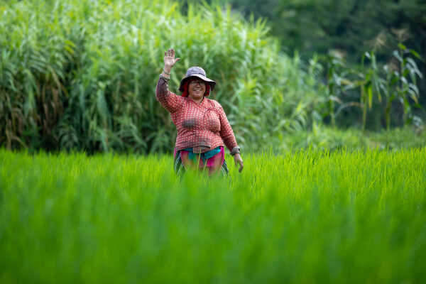 Rice Field of Nepal.