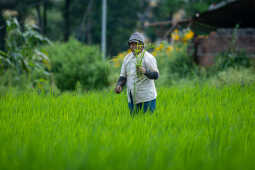 Rice Field of Nepal.