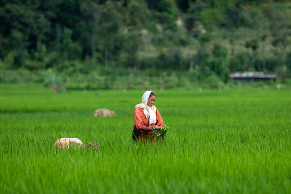 Rice Field of Nepal.