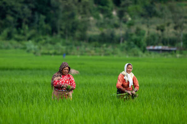 Rice Field of Nepal.