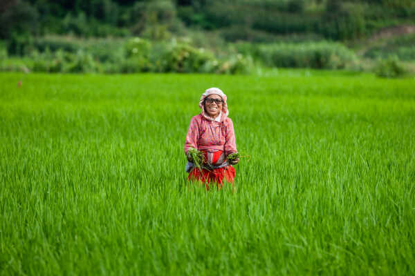 Rice Field of Nepal.