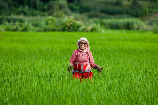 Rice Field of Nepal.