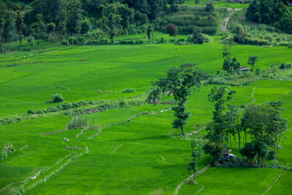rice fields of Nepal.