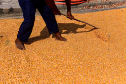 Farmers Sun-Drying Corn in Rangeli