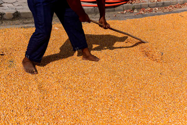 Farmers Sun-Drying Corn in Rangeli