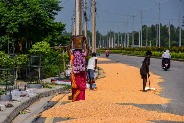 Farmers Sun-Drying Corn in Rangeli