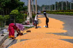 Farmers Sun-Drying Corn in Rangeli