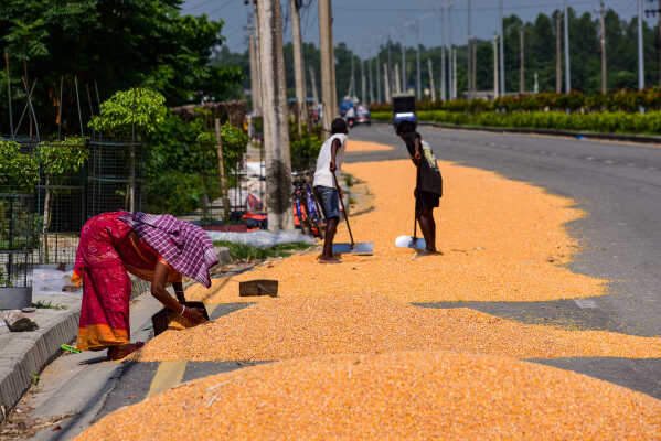 Farmers Sun-Drying Corn in Rangeli