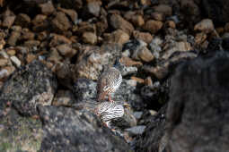 Tibetan Snowcock (Tetraogallus tibetanus)