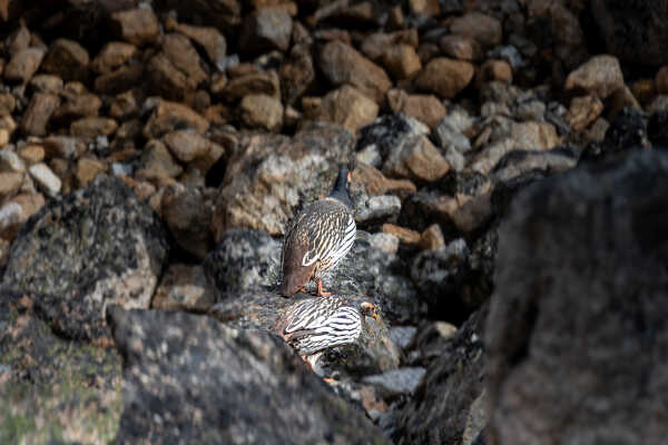 Tibetan Snowcock (Tetraogallus tibetanus)