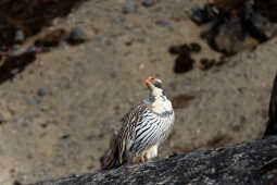 Tibetan Snowcock (Tetraogallus tibetanus)