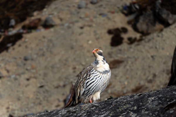 Tibetan Snowcock (Tetraogallus tibetanus)