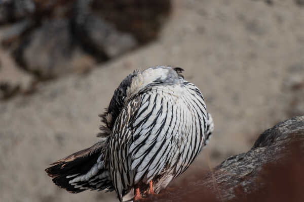 Tibetan Snowcock (Tetraogallus tibetanus)