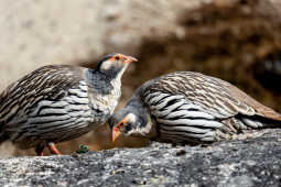 Tibetan Snowcock (Tetraogallus tibetanus)