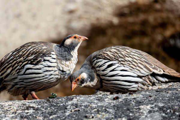 Tibetan Snowcock (Tetraogallus tibetanus)