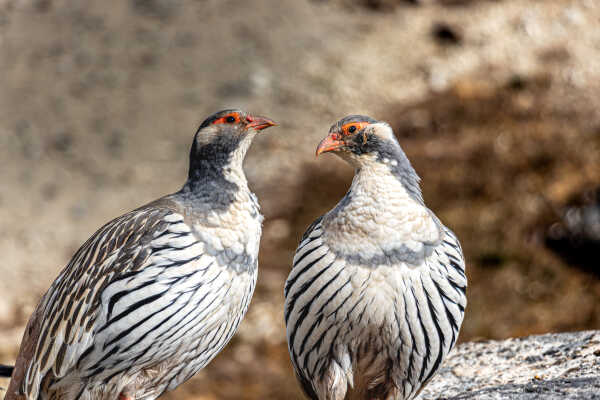 Tibetan Snowcock (Tetraogallus tibetanus)