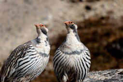 Tibetan Snowcock (Tetraogallus tibetanus)