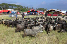 Goats Arrive in Sallaghari, Bhaktapur for Dashain Festival Sale