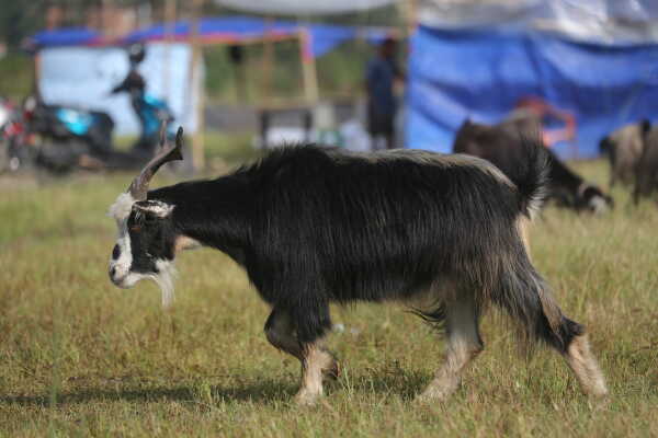 Goats Arrive in Sallaghari, Bhaktapur for Dashain Festival Sale