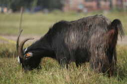 Goats Arrive in Sallaghari, Bhaktapur for Dashain Festival Sale