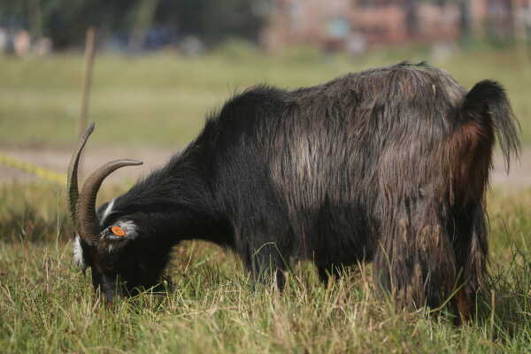 Goats Arrive in Sallaghari, Bhaktapur for Dashain Festival Sale