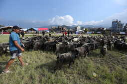 Goats Arrive in Sallaghari, Bhaktapur for Dashain Festival Sale
