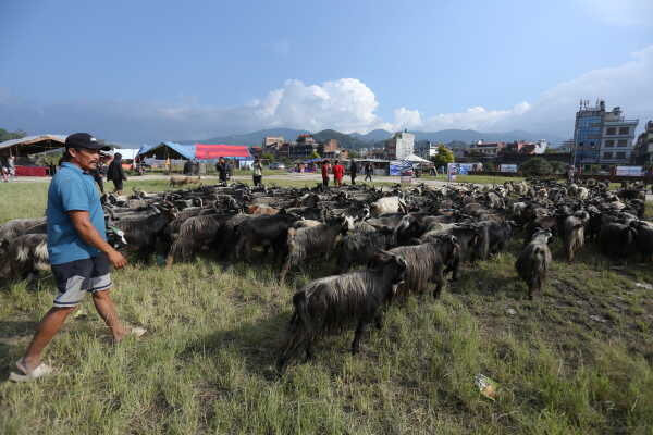 Goats Arrive in Sallaghari, Bhaktapur for Dashain Festival Sale
