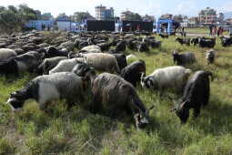 Goats Arrive in Sallaghari, Bhaktapur for Dashain Festival Sale
