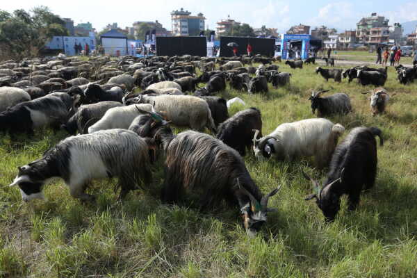 Goats Arrive in Sallaghari, Bhaktapur for Dashain Festival Sale