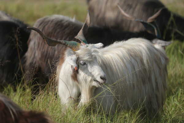 Goats Arrive in Sallaghari, Bhaktapur for Dashain Festival Sale