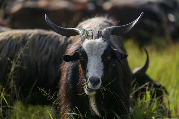 Goats Arrive in Sallaghari, Bhaktapur for Dashain Festival Sale