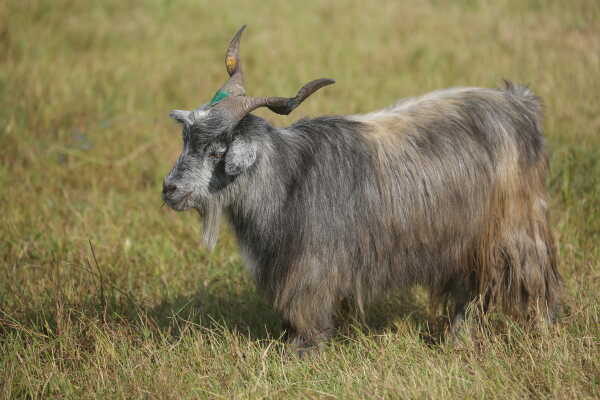 Goats Arrive in Sallaghari, Bhaktapur for Dashain Festival Sale