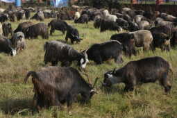 Goats Arrive in Sallaghari, Bhaktapur for Dashain Festival Sale