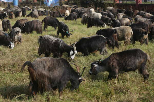 Goats Arrive in Sallaghari, Bhaktapur for Dashain Festival Sale